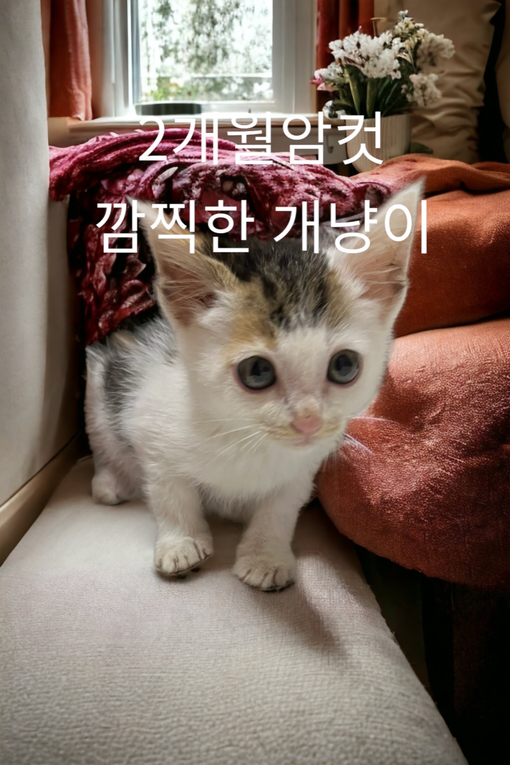 한국 고양이 이미지 파일 입니다.